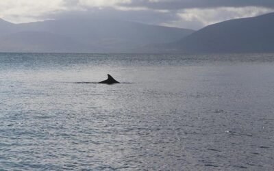 Exploring Dingle, Ireland: Top Educational Travel Tips & Fascinating Historic School Sites
