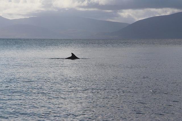 Exploring Dingle, Ireland: Top Educational Travel Tips & Fascinating Historic School Sites